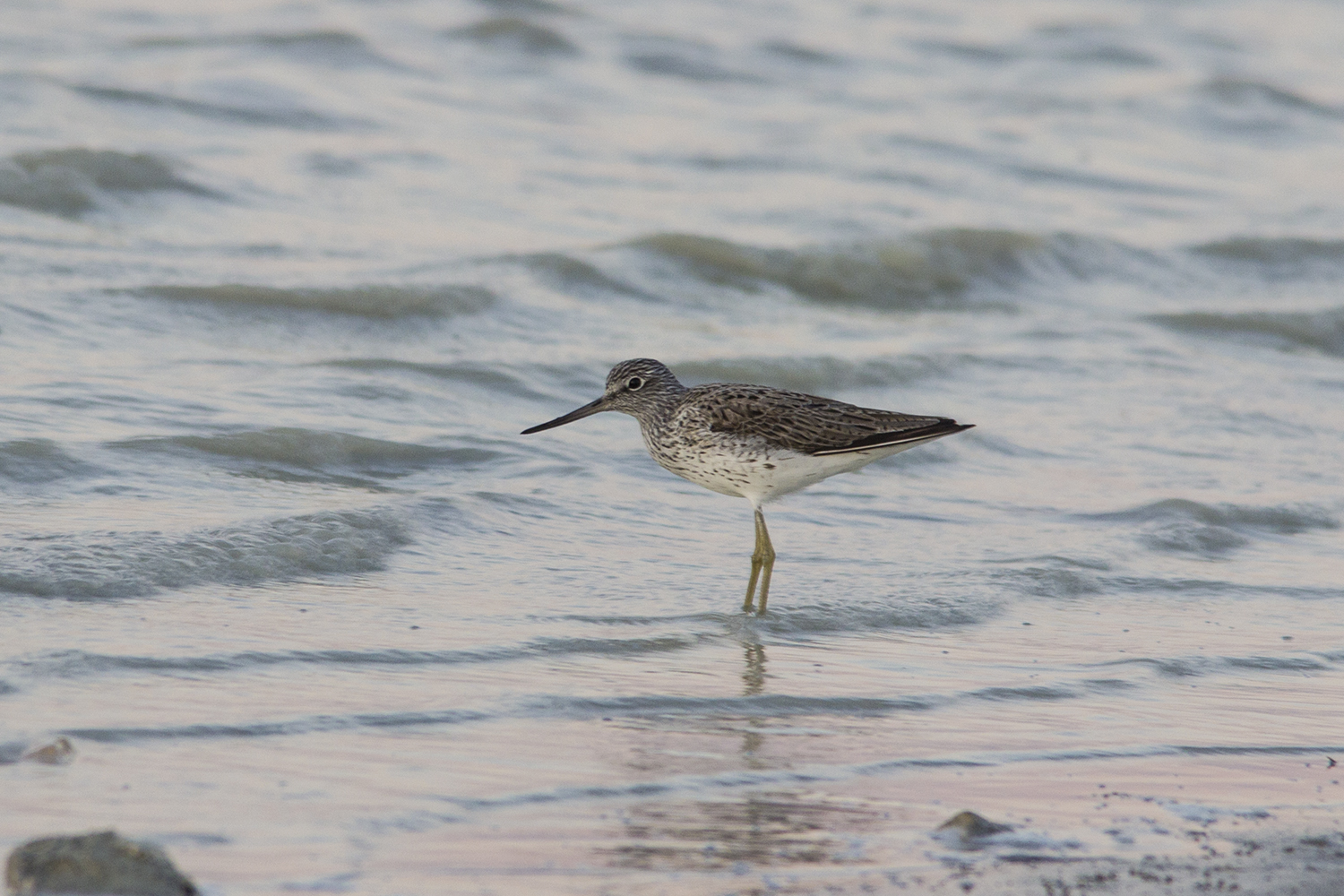 Common Greenshank